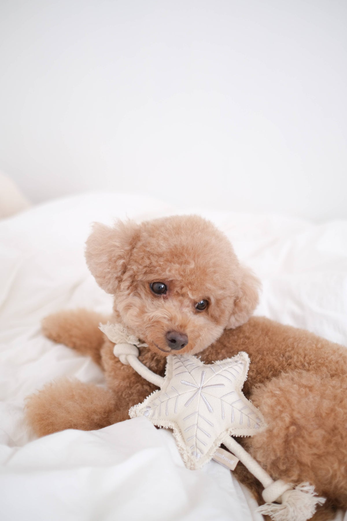 Holiday Star Dog Toy