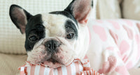 Sweetheart Dog Toy