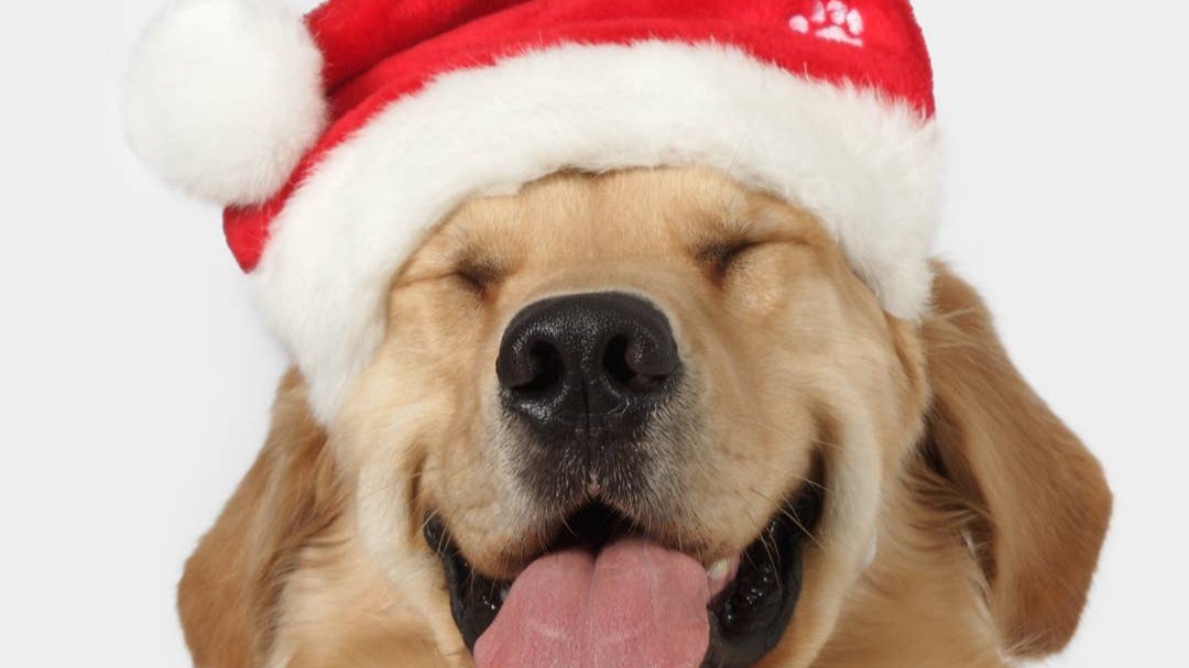 Naughty & Nice Christmas Soft Dog Treats