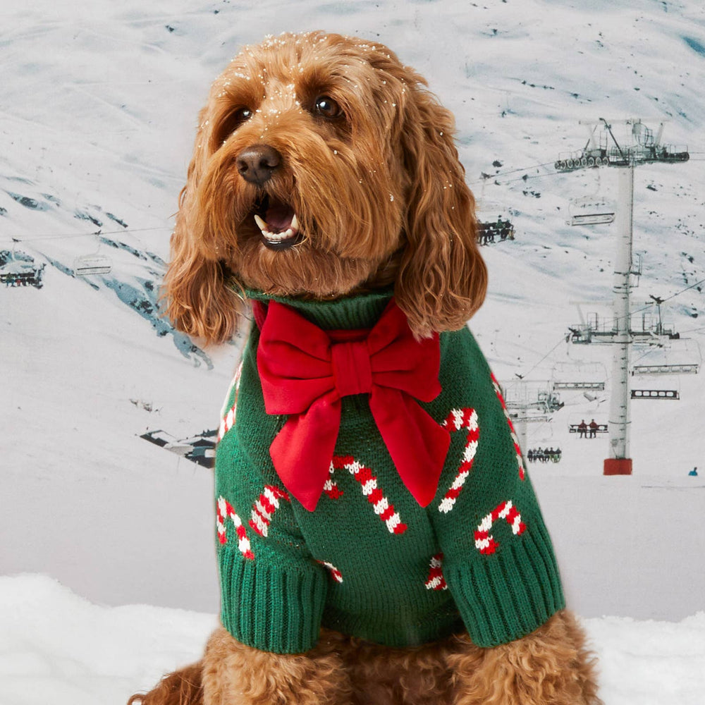 Candy Canes Holiday Dog Sweater – Clover Lane