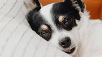 Sweet Dreams Dog Treats
