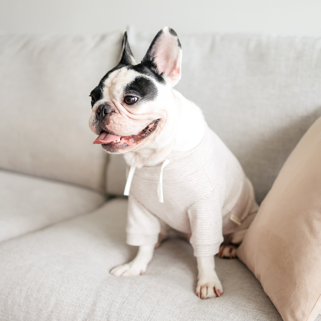 Breton Dog Shirt