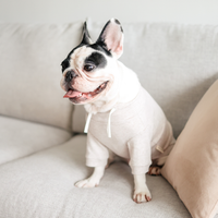 Breton Dog Shirt