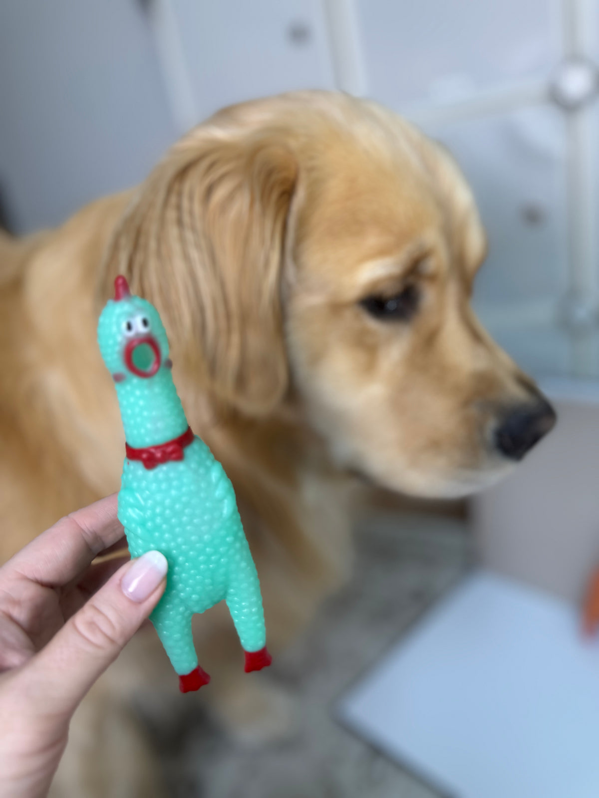 Pastel Rubber Chickens (5-pack)