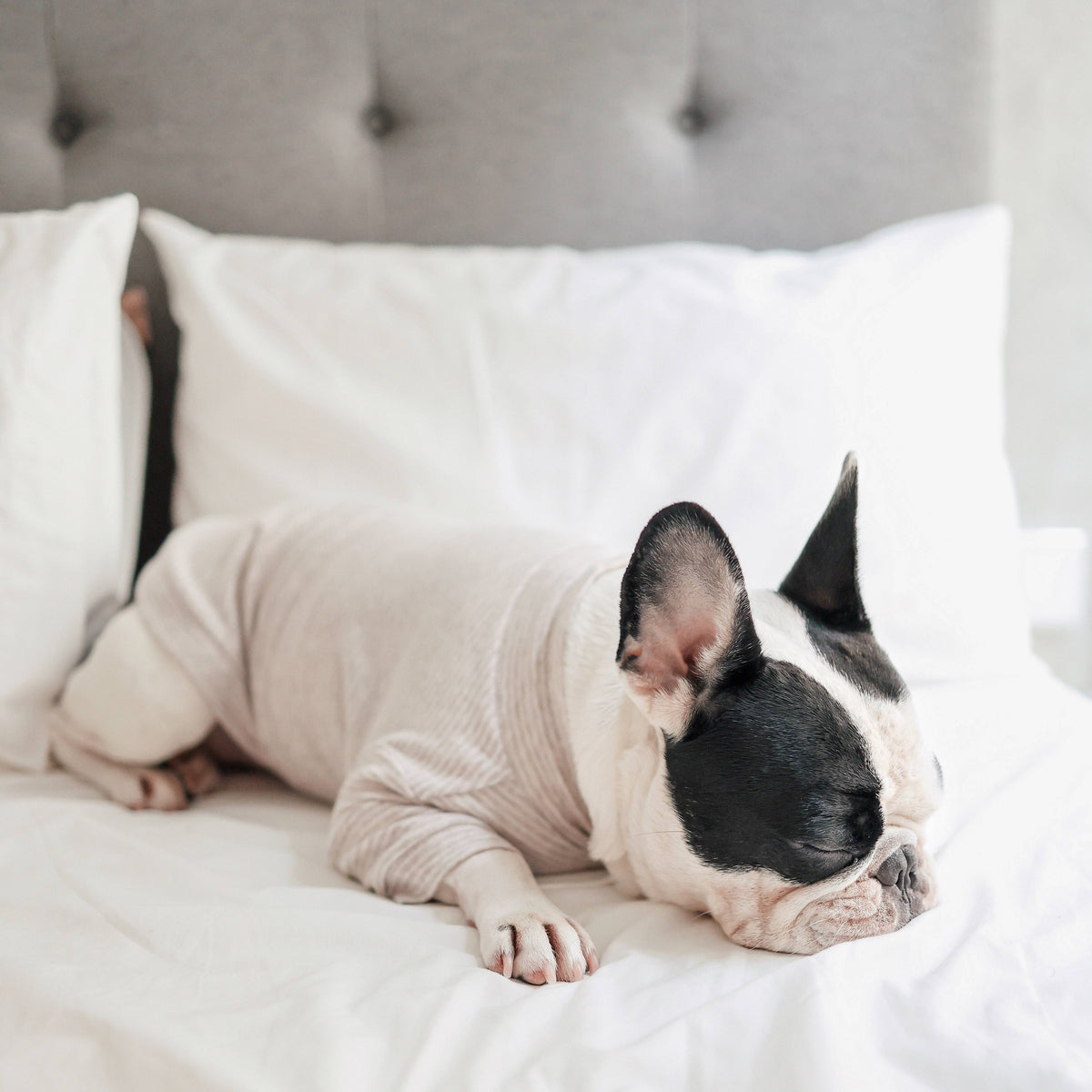 Breton Dog Shirt